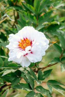 Parlak turuncu merkezli çarpıcı beyaz bir şakayık güneşli bir bahçede çiçek açar..