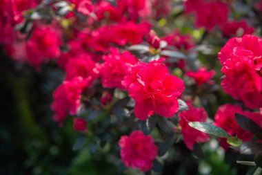  Yeşillikte canlı Azalea Çiçekleri