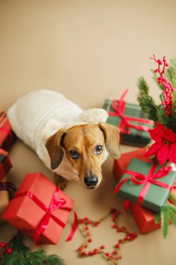 Dachshund köpeği, Noel hediyeleri ve şenlikli dekorlarla çevrili kalın bir kazak giyiyor.