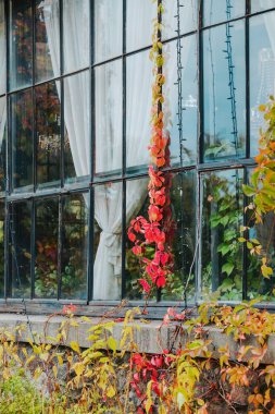 Renkli yapraklarla sarmaşık bitkisi örtülü perdelerle kırsal pencere çerçevesine tırmanıyor.