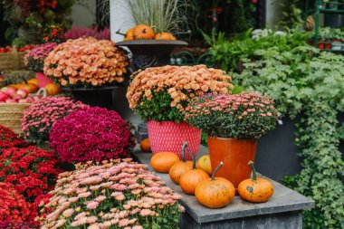 Renkli anneler, dekoratif kabaklar ve balkabaklarıyla sonbahar bahçesi gösterisi.