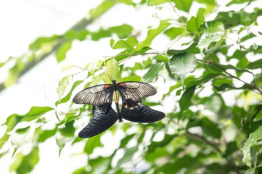 İki kırmızı kuyruklu mormon kelebeği doğada yeşil yapraklar üzerinde çiftleşir.