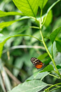 Heliconius charithonia kelebeği yemyeşil bir yaprağın üzerinde dinleniyor.