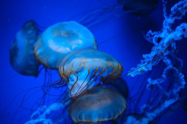 Pasifik Denizi Isırgan Denizanası. Deniz yaban hayatı ve okyanus zarafeti kavramı için akıcı dokunaçları olan.