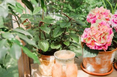 Pilea bitkisi ve kırsal ortanca dekoru güneşli serada rahat bahçe ve iç mimari için.