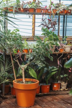 Schefflera botanik ve bitki yetiştirme kavramları için büyük bir kap içinde