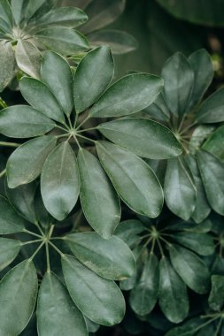 Schefflera arboricola doğal yapı ve tropikal botanik kavramları için yakın çekim yapar.