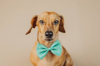 Tavır, mizah ya da evcil hayvan karakter konsepti için ciddi ifade içeren yeşil papyonlu Dachshund. 