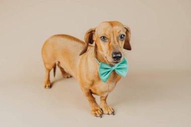 Yakın çekim yeşil papyonlu dachshund evcil hayvan modası, kimlik ya da zarafet konsepti arıyor