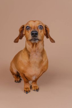 Dachshund bej zeminde tek başına dikiliyor. Uyarı cinse özgü içerik veya minimalist evcil hayvan temaları için mükemmel görünüyor.