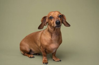 Dachshund 'u kapat. Büyük gözleri var. Hayvan duyguları için mükemmel reklamlar ya da hayvan kampanyalarındaki duygusal hikaye anlatımları için mükemmel.