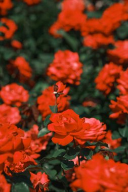 Baharda parlak güneş ışığı altında açan kırmızı güllerle dolu yemyeşil bir bahçe..