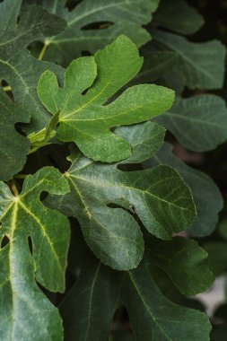 Ficus carica incir yaprağı botanik, yaprak dokusu ve gıda bitkisinin kimlikleri için yakın plan