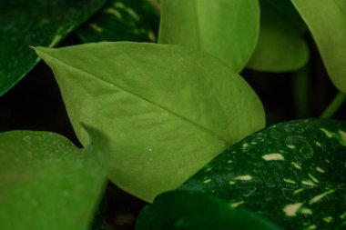 Yaprak kontrastı ve kapalı bitki bakımı kavramı için altın toynaklar ve neon pothos yaprakları yakın çekim yapar