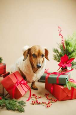 Kırmızı ve yeşil Noel hediyeleriyle çevrili tüylü palto giyen Dachshund köpeği.