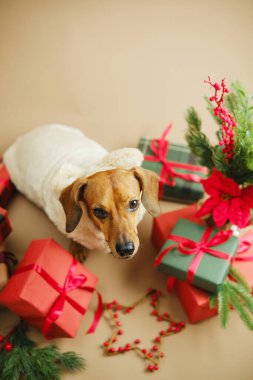 Dachshund köpeği sarılı Noel hediyeleri ve şenlikli yeşilliklerle çevrili beyaz bir kazak giyiyor.