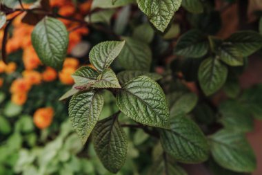 Arkaplanda bulanık portakal çiçekleri olan canlı yeşil yaprakları kapat, bahçe çiçekleri