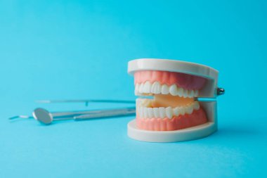 Ağız sağlığı ve hijyen eğitimi için mavi arka planda diş modeli ve araçlar