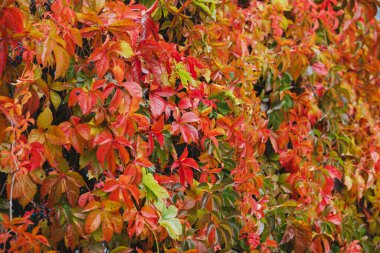 Sonbahar yaprakları tırmanma duvarı canlı renkler kırmızı turuncu yeşil