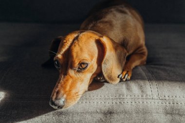 Dachshund, güneş ışığında gri koltukta, sakinlik ve ev konforu için.