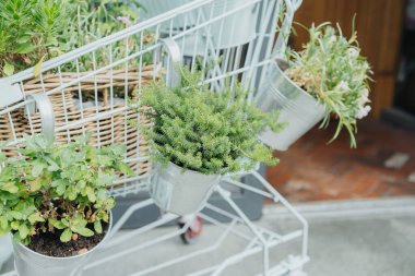 Bahçe işleri ve ev dekorasyonu konsepti için alışveriş arabasındaki metal kovalarda çeşitli saksı bitkileri.