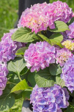 Güzel pembe ve mor ortanca kümeleri yemyeşil bir bahçe ortamında gelişir..