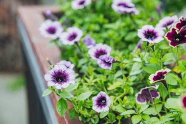 Parlak renkli petunyalar sıcak bir günde bir bahçe ekicisinde gelişir..