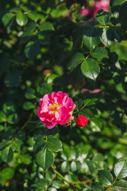 Pembe bir gül, güneşli bir günde yeşil yapraklar arasında güzelce açılır..