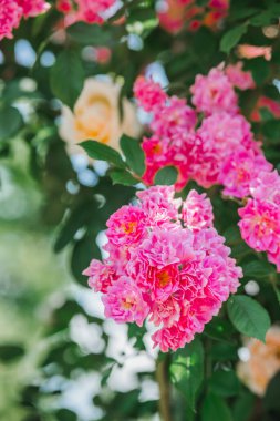 Parlak pembe güller bol bol büyür yemyeşil bir bahçede gün ışığında..