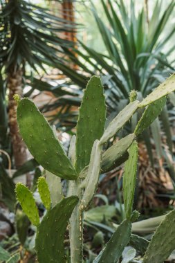 Çöl florası ve dayanıklılığı kavramları için Opuntia ficus-indica kaktüs pedleri.
