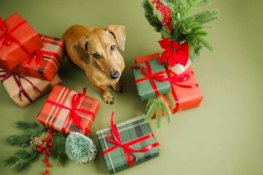 Dachshund köpeği Noel hediyeleri ve çam dallarıyla çevrili yeşil bir arka planda oturur..