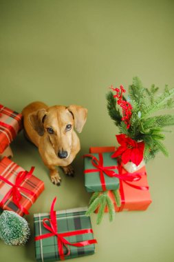 Kırmızı kurdeleli Dachshund köpeği hediye paketi ve zeytin arka planda yeşil çam filizi
