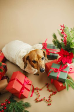 Noel hediyeleri ve yeşilliklerle çevrili kazaklı küçük bir köpek.