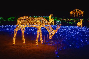 Parlayan geyik turuncu ışıklarla aydınlandı mavi LED ışıklarla dolu bir tarlada geceleyin