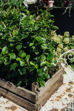 Trachelospermum yaseminoides yaprakları botanik ve bahçecilik konsepti için kapanıyor