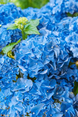 Ortanca makrofili parlak mavi çiçekler düğün buketi ve süs bahçesi konsepti için.