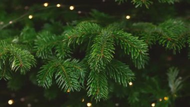 Titiz yeşil kozalaklı ağaç iğneleri. Bulanık altın peri ışıklarıyla hafifçe aydınlatılıyor.