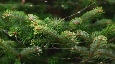 Her zaman yeşil olan köknar dallarını taze yeşil iğneler ve küçük kırmızı tomurcuklarla süsleyen parlak sıcak ışıklar.