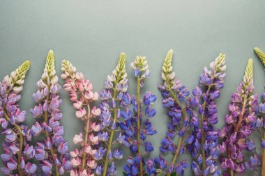 Yeşil arkaplandaki Lupine çiçekleri ve bir kopya alanı