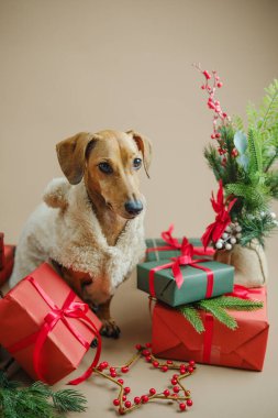 Bir dachshund köpeği, bayram hediyelerinin ve yeşil köknar dallarının arasında oturur..