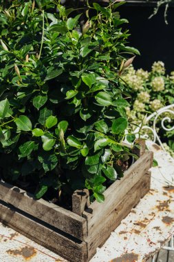 Trachelospermum yaseminoides yaprakları botanik ve bahçecilik konsepti için kapanıyor