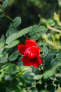 Yaz boyunca yemyeşil yaprakların arasında canlı kırmızı bir gül açılır..