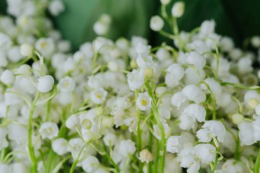 Çiçek ve tomurcuk açan vadi zambağının yakınına.