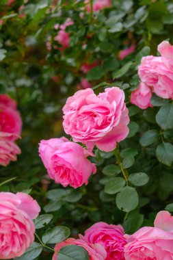 Parlak pembe gül kümeleri göz kamaştırıcı bir bahçe görüntüsü yaratır..