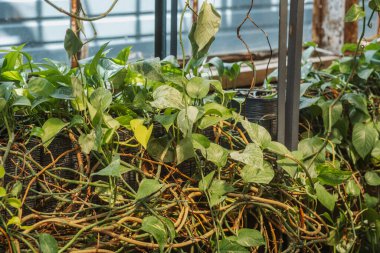 Epipremnum aureum sarmaşıkları serada büyüme, yayılma ve kapalı alanda yeşillendirme kavramları için kullanılır.