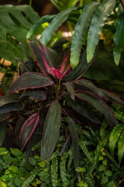 Egzotik bahçe ve renk kontrastı kavramları için pembe aksanlı kordinat meyvesi yaprakları.