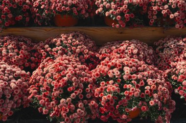 Ahşap raflarda sergilenen kaplarda bol miktarda kırmızı kasımpatı..