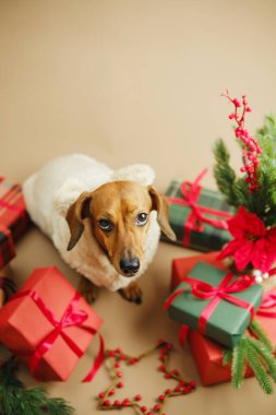 Küçük köpek etrafı hediyelerle ve kırmızı böğürtlen dekoru ile çevrili.