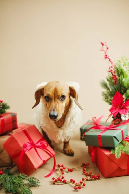 Süveter giyen küçük köpek bayram hediyeleri ve yeşil çam dallarıyla çevrili oturur..