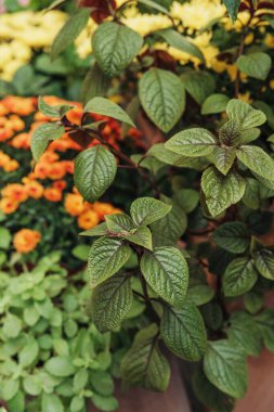 Arka planda bulanık turuncu ve sarı çiçekli desenli yeşil bitki yapraklarını kapat